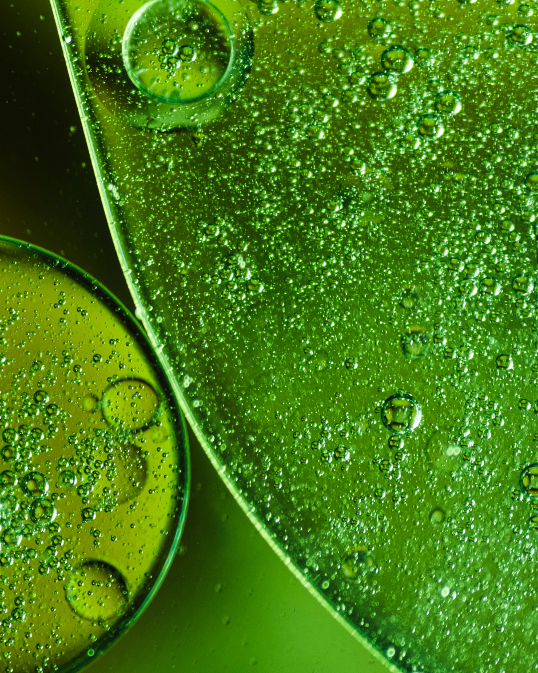 Camellia Sinensis Leaf Extract